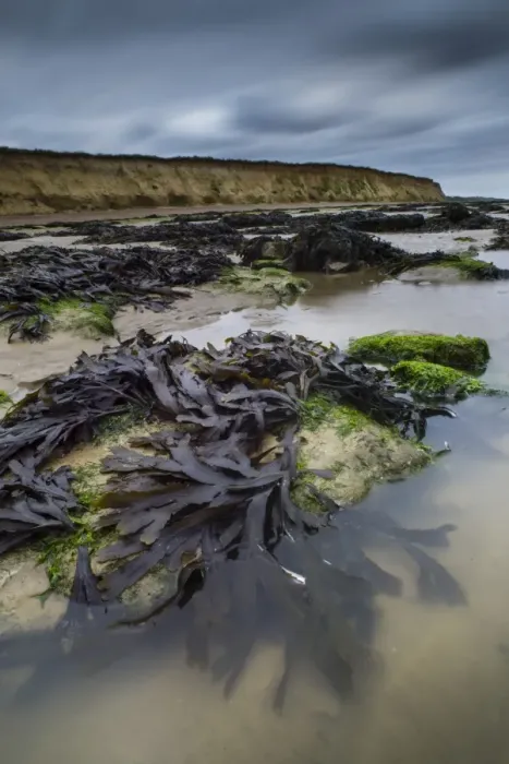 Framed Print : Toothed Wrack (Fucus serratus) fronds, exposed on beach at low tide, Reculver, Kent, England, June Framed Print : Toothed Wrack (Fucus serratus) fronds, exposed on beach at low tide, Reculver, Kent, England, June
