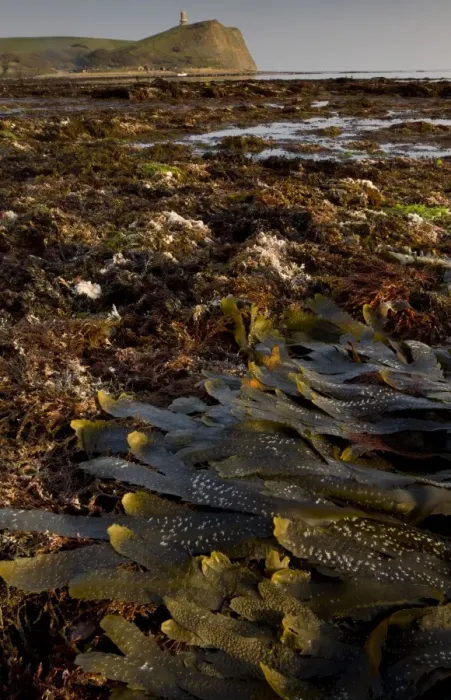 Framed Print : Toothed Wrack (Fucus serratus) fronds, on shore with rockpools at low tide, with Clavel Tower on clifftop in distance Framed Print : Toothed Wrack (Fucus serratus) fronds, on shore with rockpools at low tide, with Clavel Tower on clifftop in distance