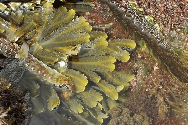 Toothed Wrack (Fucus serratus) fronds, in rockpool at low tide, Kimmeridge, Isle of Purbeck, Dorset, England, April