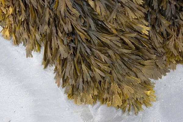 Toothed Wrack (Fucus serratus) fronds, growing on rocks, on beach at low tide, Isle of Tiree, Inner Hebrides, Scotland