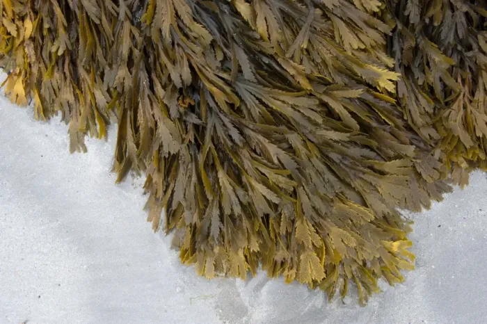 Framed Print : Toothed Wrack (Fucus serratus) fronds, growing on rocks, on beach at low tide, Isle of Tiree, Inner Hebrides, Scotland