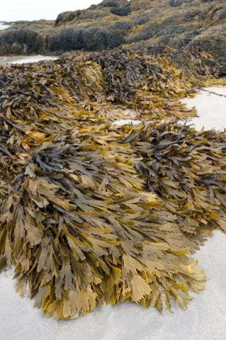 Framed Print : Toothed Wrack (Fucus serratus) fronds, growing on rocks, on beach at low tide, Isle of Tiree, Inner Hebrides, Scotland