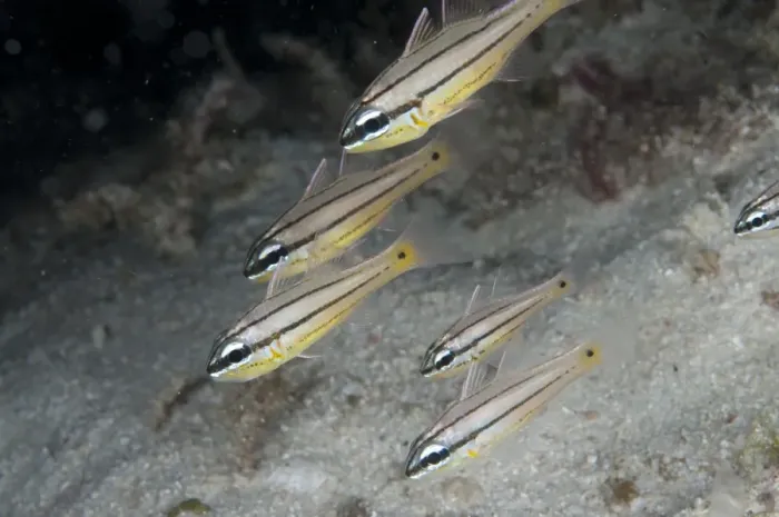 Framed Print : Toothy Cardinalfish (Cheilodipterus isostigmus) adults, swimming in reef at night, Waigeo Island, Raja Ampat, West Papua, New Guinea, Indonesia