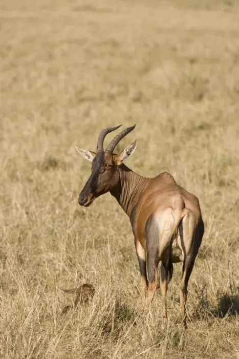 Framed Print : Topi (Damaliscus lunatus) adult female, standing beside calf resting in grass, Masai Mara National Reserve, Kenya