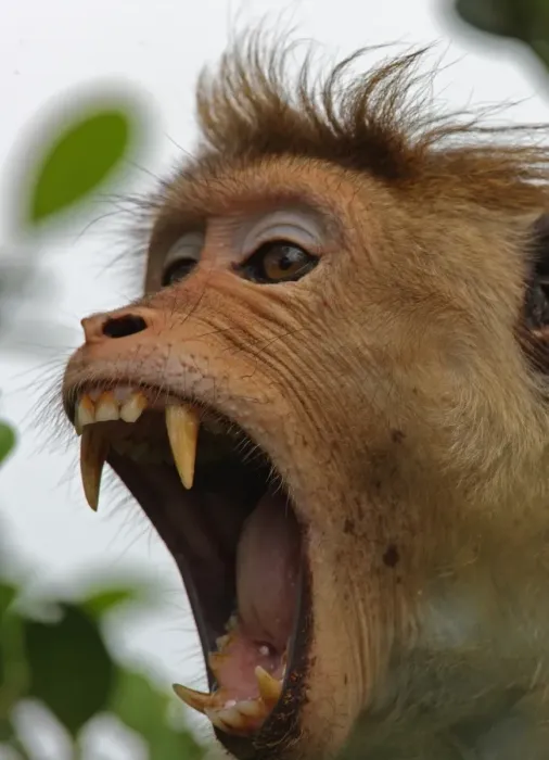 Framed Print : Toque Macaque (Macaca sinica) adult, yawning, close-up of head, Sri Lanka, december