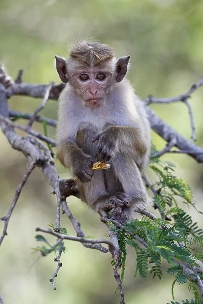 Toque Macaque (Macaca sinica sinica) young, feeding on acacia seedpod, sitting in tree, Yala N. P. Sri Lanka, February