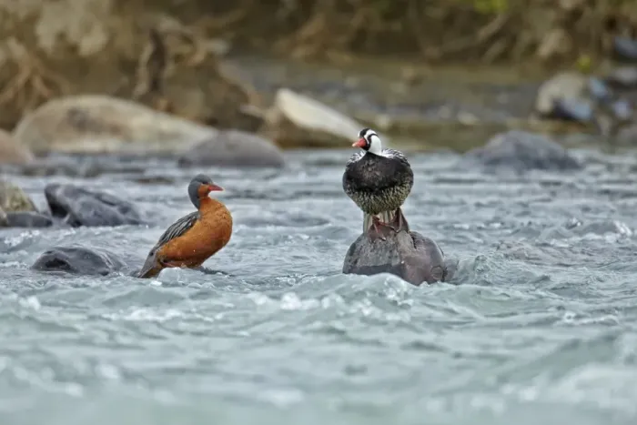Framed Print : Torrent Duck (Merganetta armata) adult pair, standing on rocks in river, Torres del Paine N. P