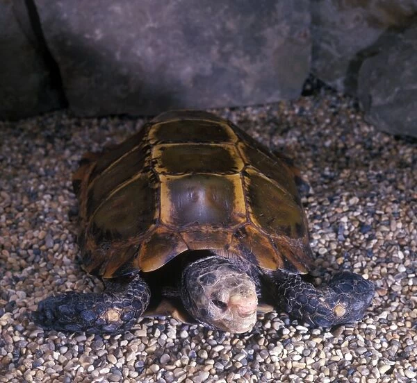Tortoise - Burmese Brown (Geochelone emys) Close-up  /  on stones