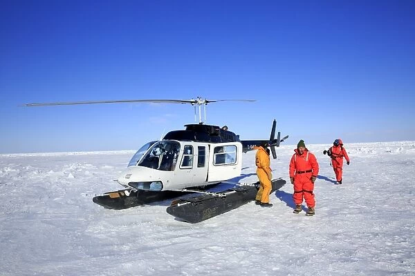 Tourists with helicopter on pack ice, preparing to visit Harp Seal (Pagophilus groenlandicus) colony, Magdalen Islands