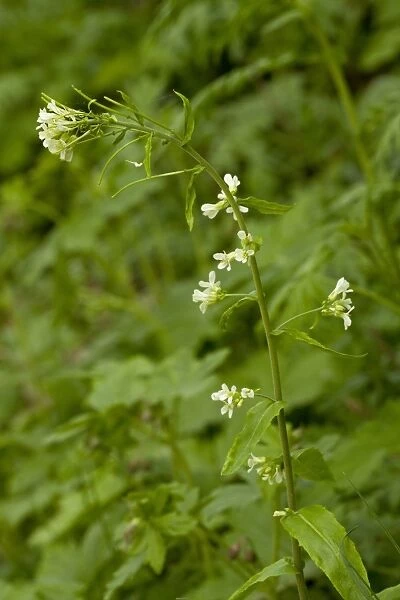 Tower Cress (Pseudoturritis glabra) flowering, Bulgaria, may