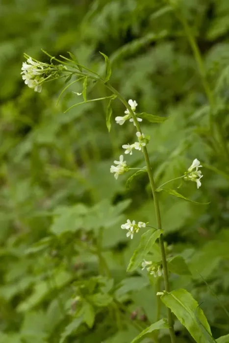 Framed Print : Tower Cress (Pseudoturritis glabra) flowering, Bulgaria, may Framed Print : Tower Cress (Pseudoturritis glabra) flowering, Bulgaria, may