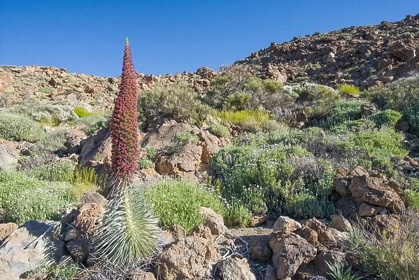 Tower of Jewels (Echium wildpretii) flowering, growing with other endemic flora in habitat, Parque Nacional del Teide
