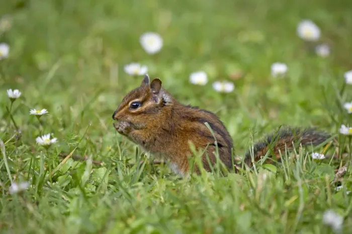 Framed Print : Townsend's Chipmunk (Neotamias townsendii) adult, feeding amongst grass, Cape Mears, Oregon, U. S. A