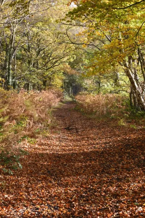 Framed Print : Track covered with leaf litter amongst trees in autumn colour, Little Budworth, Cheshire, England, November Framed Print : Track covered with leaf litter amongst trees in autumn colour, Little Budworth, Cheshire, England, November