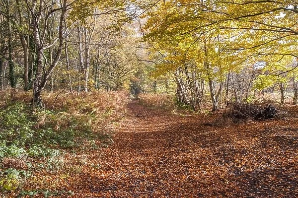 Track covered with leaf litter amongst trees in autumn colour, Little Budworth, Cheshire, England, November