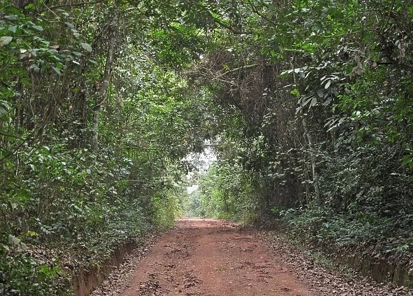 Track through dense tropical rainforest, Bobiri Butterfly Reserve, Ashanti Region, Ghana, February