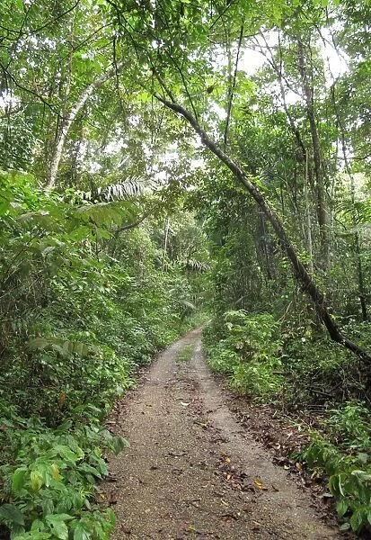 Track through tropical forest, Pipeline Road, Panama, November