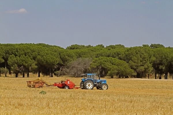 Tractor with baler, baling straw in stubble field with pine trees at edge, Northern Spain, july