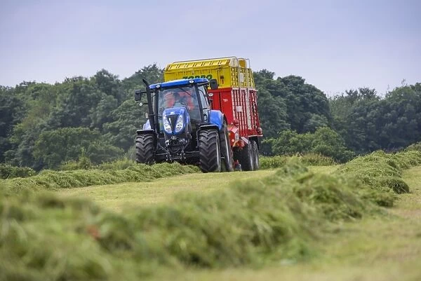 Tractor with forage wagon picking up mowed grass, Grimsargh, Preston, Lancashire, England, July