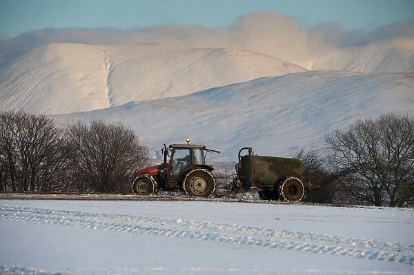 Tractor with muckspreader, spreading slurry on snow covered field in evening sunlight, Howgill Fells, Cumbria, England