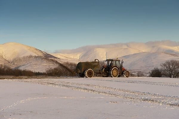 Tractor with muckspreader, spreading slurry on snow covered field in evening sunlight, Howgill Fells, Cumbria, England