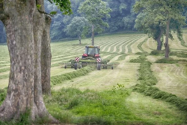 Tractor with tedder rowing mowed grass in field with mature trees, Grimsargh, Preston, Lancashire, England, July