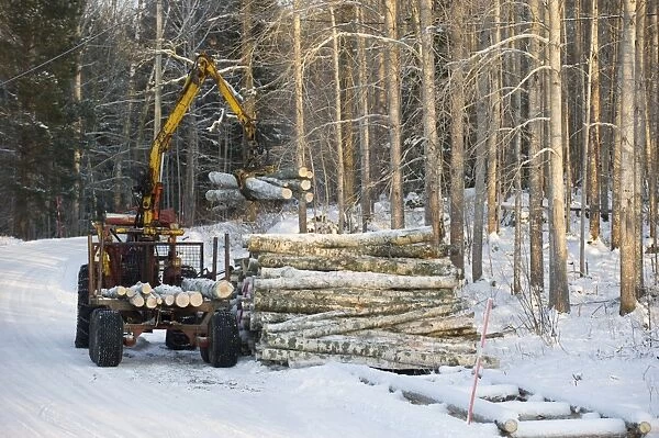 Tractor and trailer with grabber unloading birch timber in snow covered forest, Sweden, february
