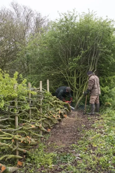 Framed Print : Traditional hedge laying in the Derbyshire style with stakes Framed Print : Traditional hedge laying in the Derbyshire style with stakes