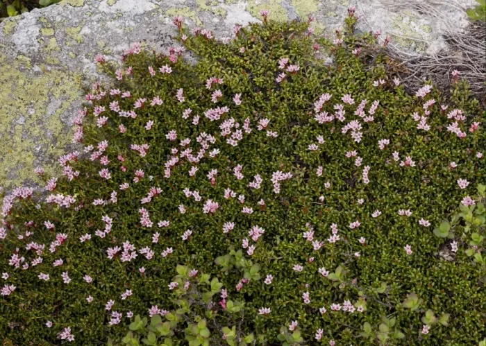 Framed Print : Trailing Azalea (Loiseleuria procumbens) flowering, growing over acidic granite rock, Swiss Alps, Switzerland, june Framed Print : Trailing Azalea (Loiseleuria procumbens) flowering, growing over acidic granite rock, Swiss Alps, Switzerland, june