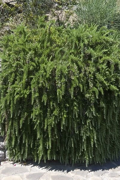 Trailing Rosemary, Rosmarinus officinalis prostratus, flowering herb in a Mediterranean garden on the Bay of Naples