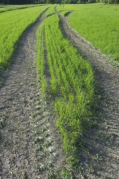 Tramlines in arable field with seedling crop, Sweden, june