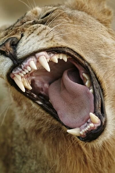 Transvaal Lion (Panthera leo krugeri) immature male, close-up of head, yawning, Timbavati Game Reserve