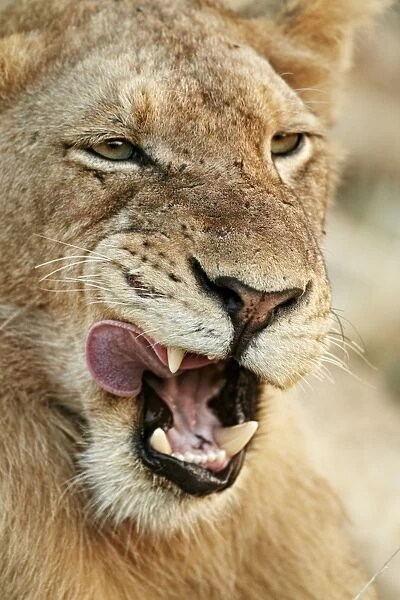 Transvaal Lion (Panthera leo krugeri) immature male, close-up of head, licking mouth, Timbavati Game Reserve