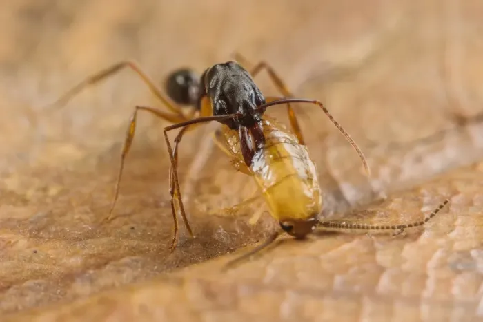 Framed Print : Trap-jaw Ant (Odontomachus sp. ) adult, with captured cockroach larva prey (captive)