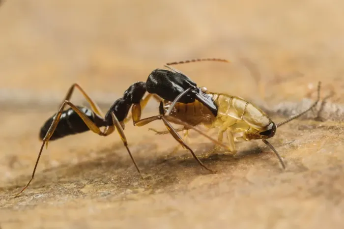 Framed Print : Trap-jaw Ant (Odontomachus sp. ) adult, with captured cockroach larva prey (captive) Framed Print : Trap-jaw Ant (Odontomachus sp. ) adult, with captured cockroach larva prey (captive)