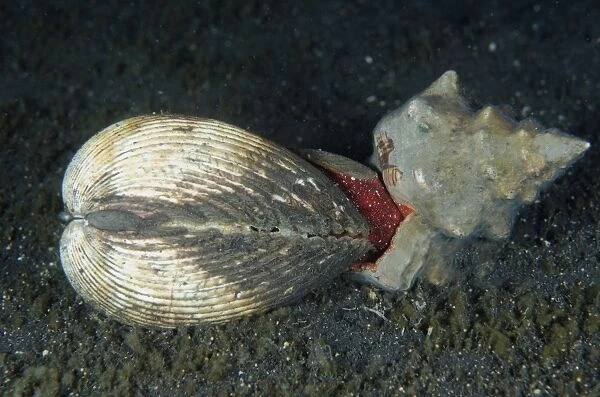 Trapezium Horse Conch (Pleuroploca trapezium) adult, attacking Elongate Heart Cockle (Acrosterigma elongata) prey