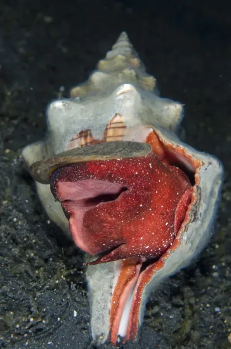 Framed Print : Trapezium Horse Conch (Pleuroploca trapezium) adult, on black sand at night, Lembeh Straits, Sulawesi, Sunda Islands Framed Print : Trapezium Horse Conch (Pleuroploca trapezium) adult, on black sand at night, Lembeh Straits, Sulawesi, Sunda Islands