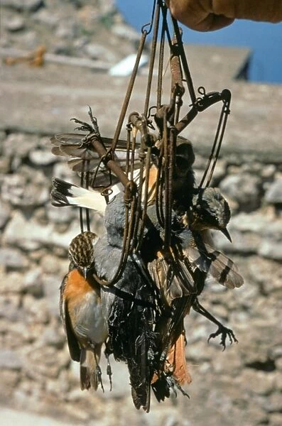 Traps with dead birds caught by poachers, Capri Island, Campania, Italy