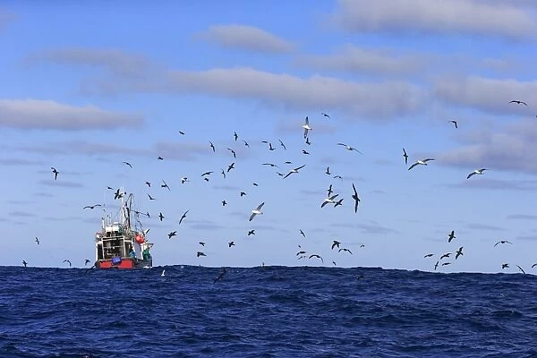 Trawler fishing at sea, being followed by seabirds, including albatrosses and petrels, Cape of Good Hope, Western Cape