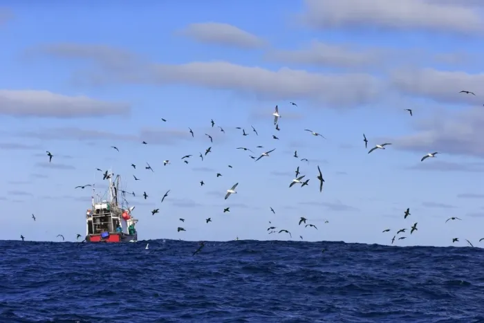 Framed Print : Trawler fishing at sea, being followed by seabirds, including albatrosses and petrels, Cape of Good Hope, Western Cape Framed Print : Trawler fishing at sea, being followed by seabirds, including albatrosses and petrels, Cape of Good Hope, Western Cape