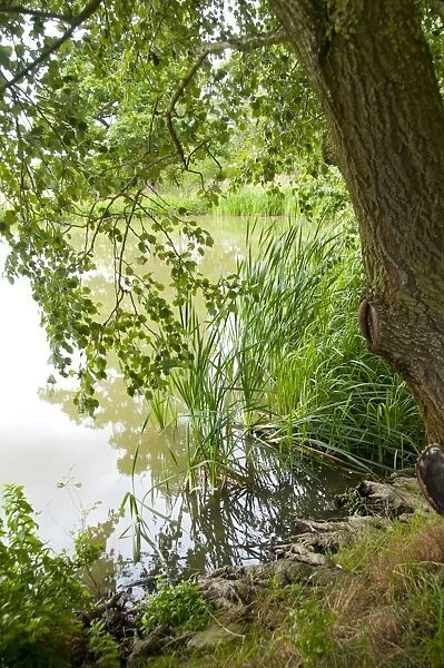 Tree and aquatic vegetation at edge of farm pond, Middle Claydon, Buckinghamshire, England, august