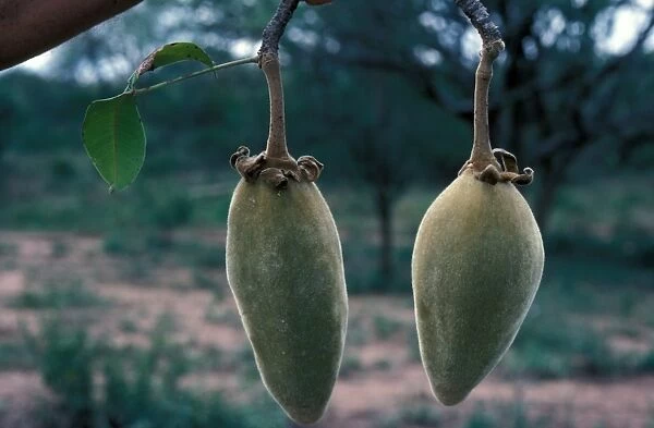 Tree - Boabab (Adansonia digitata) Close-up of fruits