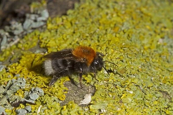 Tree Bumblebee (Bombus hypnorum) adult, resting on lichen covered branch, Norfolk, England, June