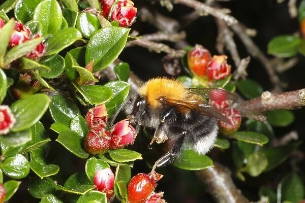 Tree Bumblebee (Bombus hypnorum) adult male, feeding on Wall Cotoneaster (Cotoneaster horizontalis) flowers in garden, Powys, Wales, may
