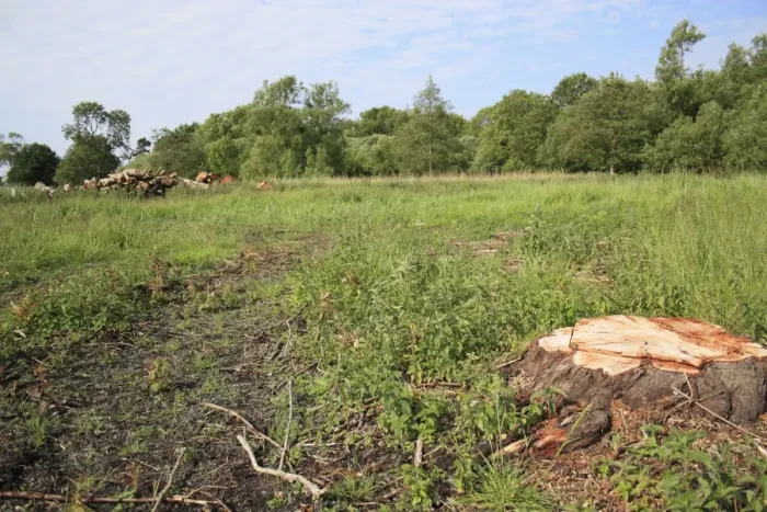 Framed Print : Tree clearance and log piles on recently purchased land for fen habitat restoration project, Little Ouse Headwaters Project, Webb's Fen, Thelnetham, Little Ouse Valley, Suffolk, England, june Framed Print : Tree clearance and log piles on recently purchased land for fen habitat restoration project, Little Ouse Headwaters Project, Webb's Fen, Thelnetham, Little Ouse Valley, Suffolk, England, june