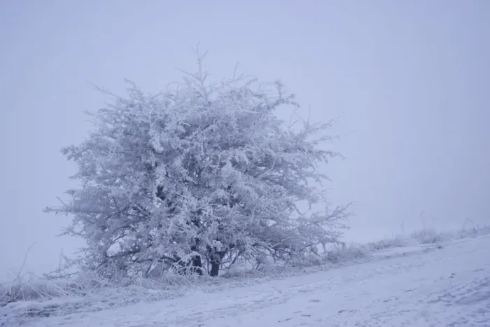Framed Print : Tree covered in hoar frost, with thick fog over low lying marshland, Worlaby Carr, North Lincolnshire, England Framed Print : Tree covered in hoar frost, with thick fog over low lying marshland, Worlaby Carr, North Lincolnshire, England