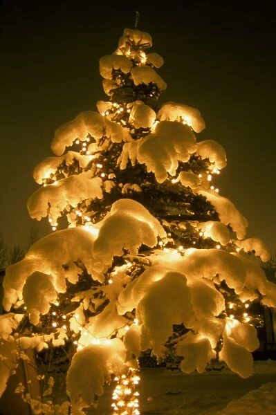 Tree - Decorated Christmas tree - outside covered in snow - Anchorage, Alaska