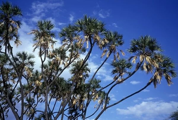 Tree - Doum Palm (Hyphaene thebaica) Tops of trees against the sky