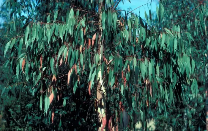 Framed Print : Tree-Eucalyptus (Eucalyptus camal dulensis) close-up leaves on branch