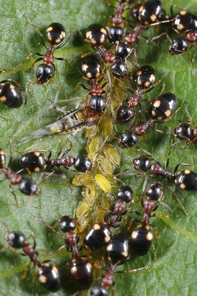 Tree-living Ant (Dolichoderus quadripunctatus) adult workers, farming aphids on walnut leaf, Causse de Gramat
